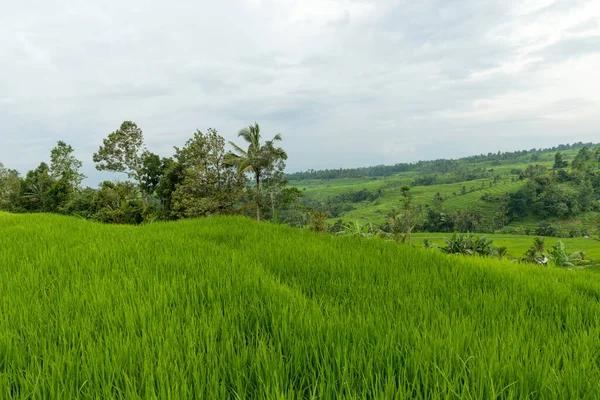 巴厘的稻田 — 图库照片