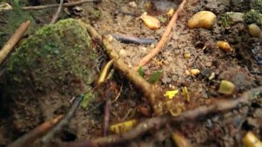 Karınca yaprağı kesicilerin videosu, çalışan karınca asker kolonisi.