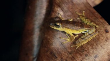 Short Head Treefrog, Dendropthe Parviceps 'in videosu 