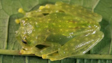 Resplendent Cochran Frog, Cochranella Parlendens, çömelmiş, Ekvador Amazonu 