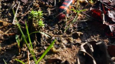 Video, Coral Pipesnake, Anilius Scytale