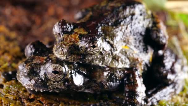 Marthas Rain Frog Pristimantis Martiae Apair Amplexus Mating 厄瓜多尔Orellana省热带雨林 — 图库视频影像