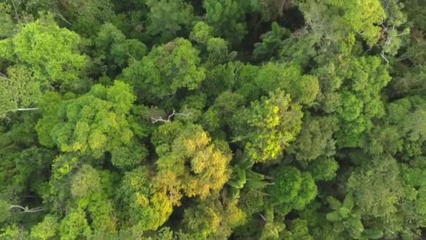 Dron Latający Nad Zielonymi Drzewami Lesie Wideo — Wideo stockowe