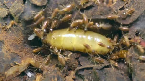 Video Koningin Termiet Termieten Insecten — Stockvideo