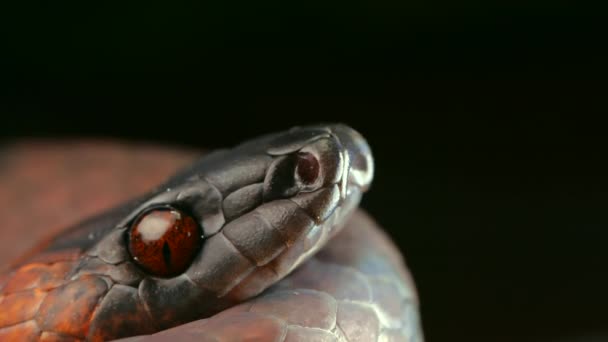 Video Van Tropical Flat Snake Siphlophis Compressus Die Slow Motion — Stockvideo