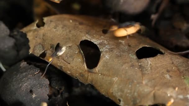 Vídeo Formigas Correndo Longo Floresta Tropical Amazônia Equatoriana — Vídeo de Stock