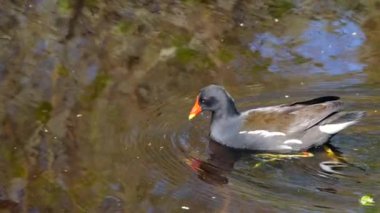 Gölet suyunda yüzen ördeklerin yavaş çekim videosu 