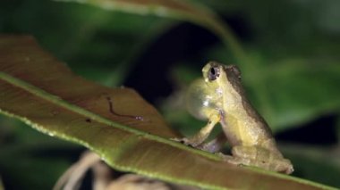 Short Head Treefrog, Dendropthe Parviceps 'in videosu 
