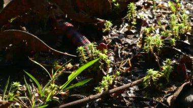 Video, Coral Pipesnake, Anilius Scytale