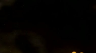 Alt görünüm, Amazon Yaprak Kurbağası, Cruziohyla Craspedopus 'un siyah arka plandaki videosu 