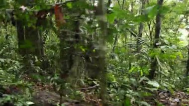 Vahşi tropikal orman, bitkilerin üzerindeki yeşil yapraklar, video 