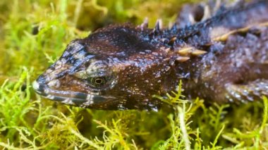 Video, Korkunç Dikenli Kertenkele, Echinosaura Korkunç