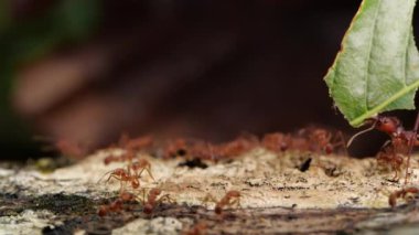 Yaprak, makro çekim ve Ekvador 'un Yaprak Kesen Karıncalarının yavaş çekim videosu