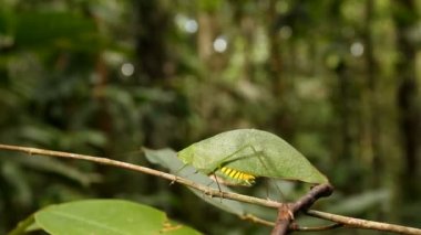 Yeşil Katydid 'in bir yaprağa benzediği video, Ekvador