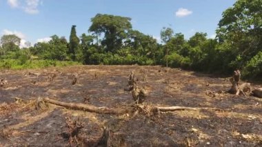 Tropik orman ağaçları ve yanmış topraklar üzerine manzaralı bir video. 