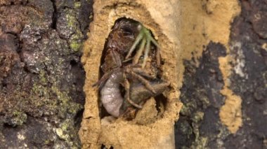 Büyük Potter Wasp, Vespidae, larva felçli örümceklerle besleniyor, video.