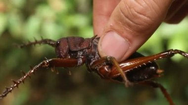 Doğa faunası, böcek videosu 