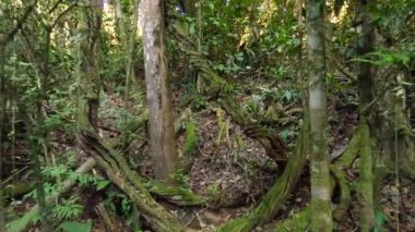 Amazon yağmur ormanlarından geçiyor, Rio Tiputini, Orellana, Ekvador