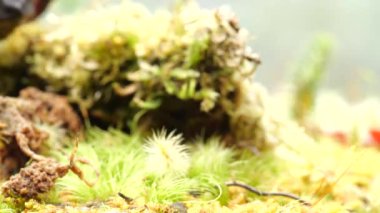 Emekleyen kahverengi kurbağanın videosu, Guacamayo Tombul Kurbağa, Osornophryne guacamayo 