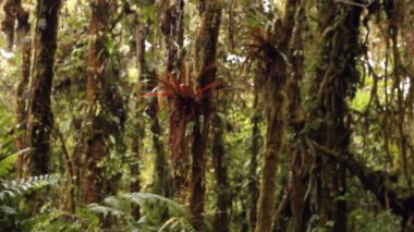 Video, ağaçlı ve bitkilerli tropikal orman 