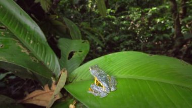 Yeşil yapraklı kurbağa videosu, yavaş çekim.