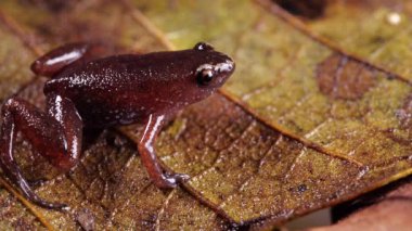 Peru yaprak kumu kurbağa, Chiasmocleis tridactyla, Ekvador Amazon