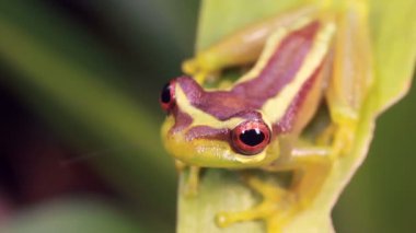 Broad Headed Treefrog, Osteocephalus mutabor 'un yağmur ormanlarındaki yaprak üzerindeki videosu, Ekvador