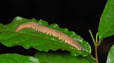 Sürünen yeşil yaprağın videosunu kapat
