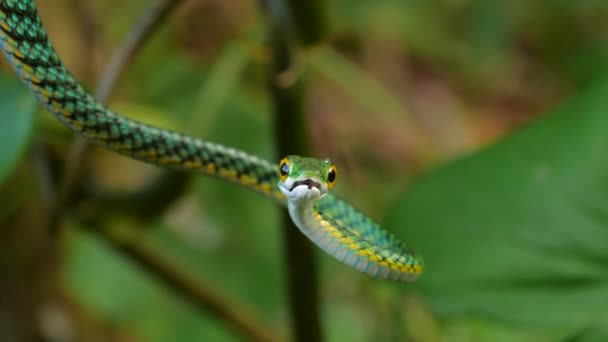 Vídeo Papagaio Serpente Leptophis Ahaetulla Amazônia Equatoriana — Vídeo de Stock