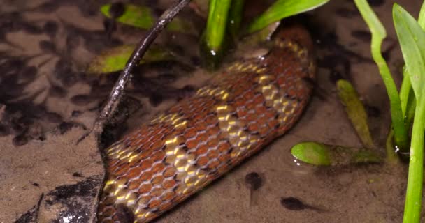 Video Brown Banded Water Snake — Stock video