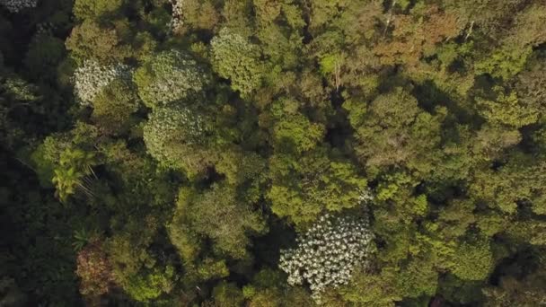 Widok Lotu Ptaka Zielone Drzewa Leśne Flora Środowiska Wideo — Wideo stockowe