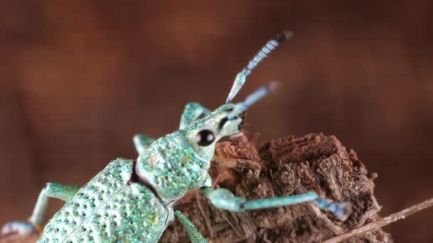 Brokat Weevil Bug Compsus Jasnozielony Gatunek Ekwadorskiej Amazonii Kryształy Fotonowe — Wideo stockowe