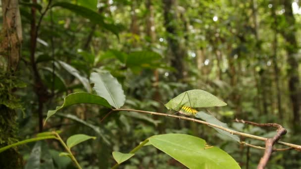 Video Von Grünem Katydid Das Einem Blatt Ähnelt Ecuador — Stockvideo