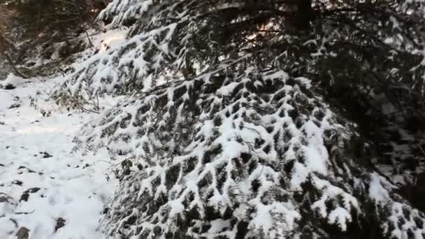 Ağaçlarla Kaplı Ormandaki Karların Yürüme Kayıt Videoları — Stok video