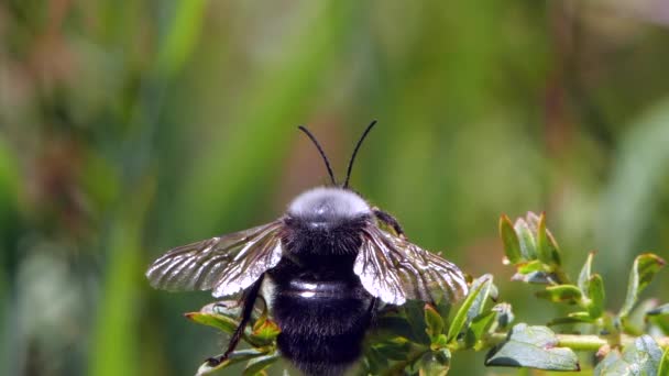 Gran Abeja Volando Cámara Lenta Video Flora Fauna — Vídeos de Stock