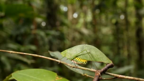 Video Von Grünem Katydid Das Einem Blatt Ähnelt Ecuador — Stockvideo