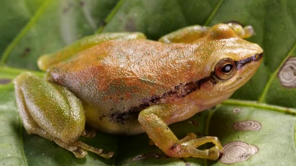 Wideo Żaby Zielony Las Deszczowa Żaba Pristimantis Omeviridis Ekwadorski Amazonka — Wideo stockowe