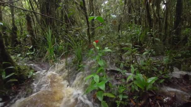 Rivier Stoom Waterstroom Het Wilde Tropische Bos Slow Motion Video — Stockvideo