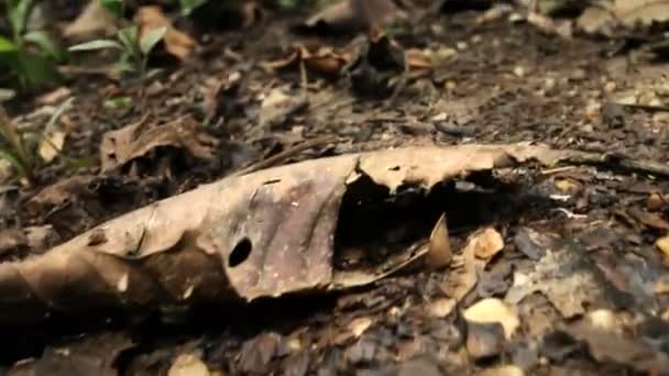 Video Von Ameisen Die Entlang Des Regenwaldes Ecuadorianischen Amazonas Laufen — Stockvideo
