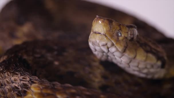 Slow Motion Video Venomous Fer Lance Snake Bothrops Atrox Tongue — Stock Video