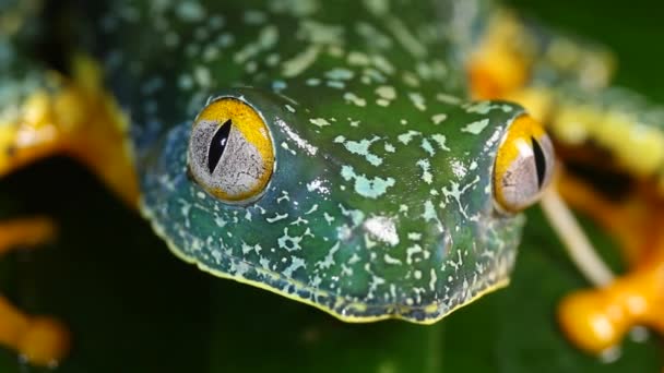 Закрыть Видео Лягушки Amazon Leaf Cruzifelyla Craspedopus — стоковое видео