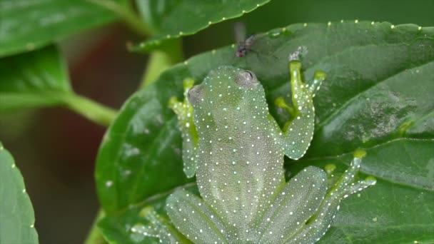 Vídeo Resplandecente Cochran Frog Cochranella Resplendens Agachamento Amazônia Equatoriana — Vídeo de Stock