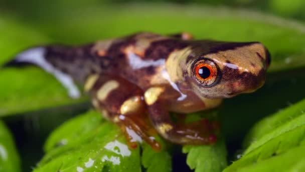 Vídeo Rana Animal Reptil Lagarto — Vídeos de Stock