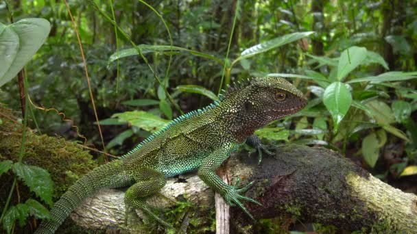 Video Van Leguaan Hagedis Reptiel Mos Regenwoud Westelijk Ecuador — Stockvideo