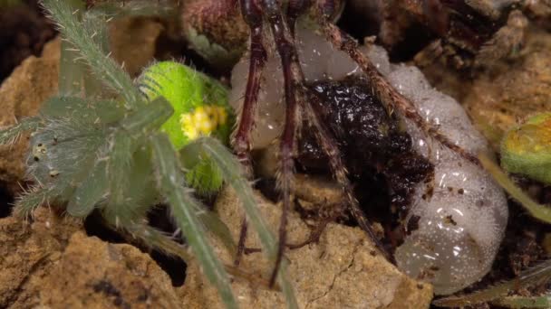 Avispa Potter Grande Vespidae Larva Alimentándose Arañas Paralizadas Video — Vídeo de stock