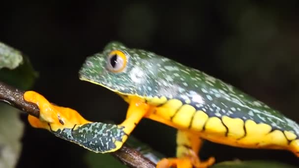 Amazon Leaf Frog Cruziohyla Craspedopus视频 — 图库视频影像