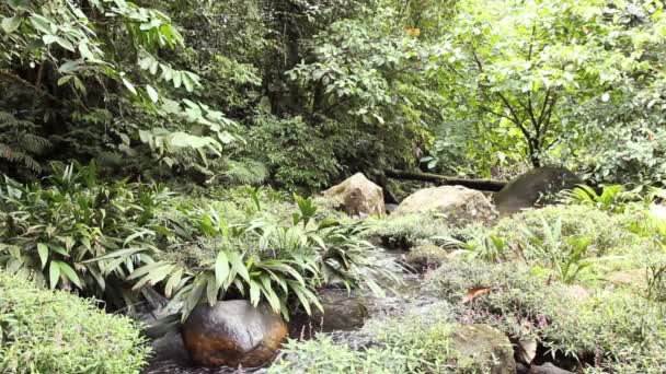 Video Vom Fluss Tropischen Dschungel Des Ecuadorianischen Amazonas — Stockvideo