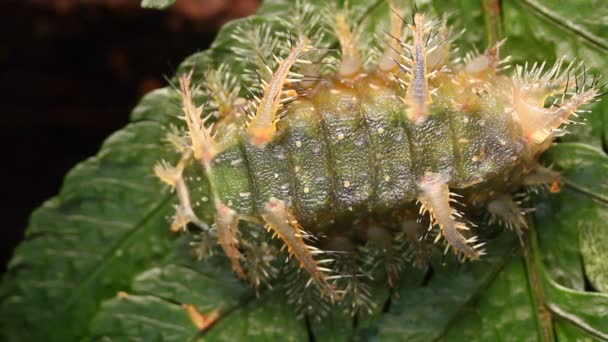 Video Oruga Babosa Limacodidae Amazonía Ecuatoriana — Vídeos de Stock