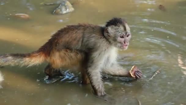 Vídeo Macacos Selvagens Água — Vídeo de Stock