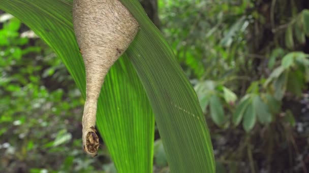 Wasps Polybia Swarming Entrance Nest Hanging Leaf Rainforest Understory Ecuadorian — Stock Video